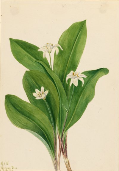 Queencup (Clintonia uniflora) de Mary Vaux Walcott