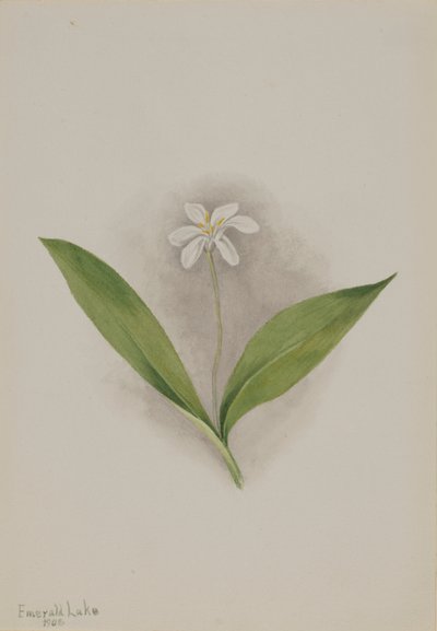 Queencup (Clintonia uniflora) de Mary Vaux Walcott