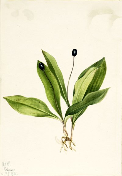 Clintonia uniflora, 1922 de Mary Vaux Walcott