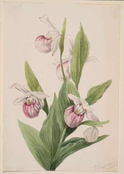Zapatito de la reina (Cypripedium reginae) de Mary Vaux Walcott