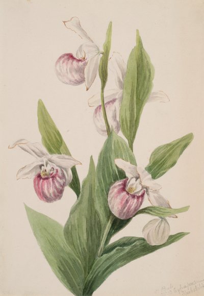 Zapatilla de la reina Cypripedium reginae, 1897 de Mary Vaux Walcott