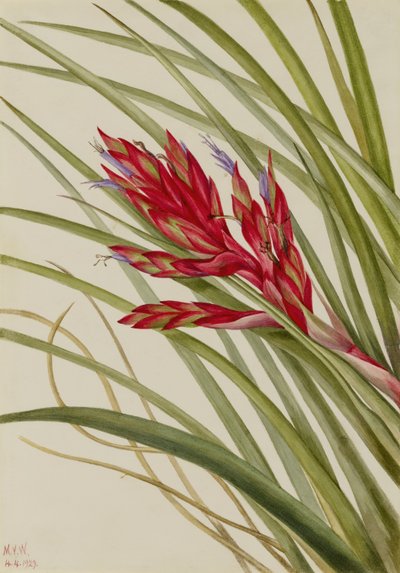 Tillandsia fasciculata (Tillandsia fasciculata) de Mary Vaux Walcott
