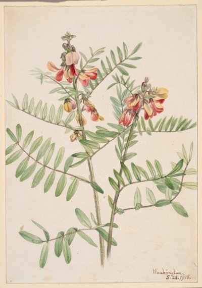 Conejo (Cracca virginiana) de Mary Vaux Walcott