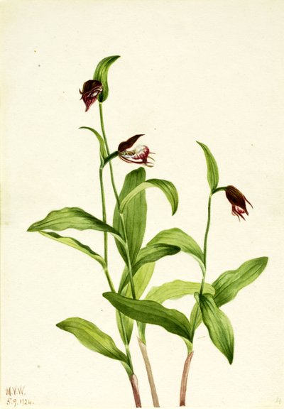 Cypripedium arietinum, 1924 de Mary Vaux Walcott