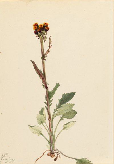 Senecio pauciflorus (Senecio pauciflorus) de Mary Vaux Walcott