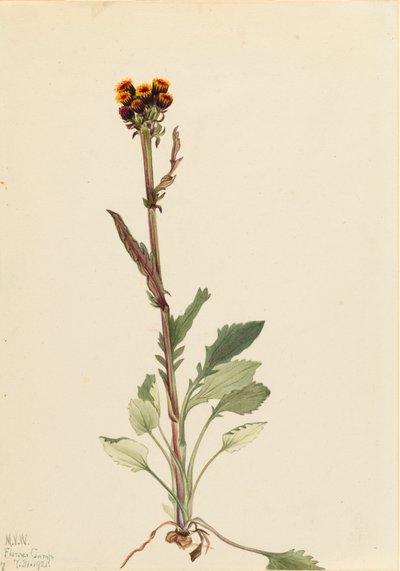 Senecio pauciflorus sin rayos, 1921 de Mary Vaux Walcott