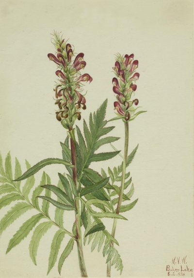 Cascos rojos Pedicularis bracteosa, 1924 de Mary Vaux Walcott
