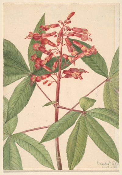 Castaño rojo Aesculus pavia, 1918 de Mary Vaux Walcott
