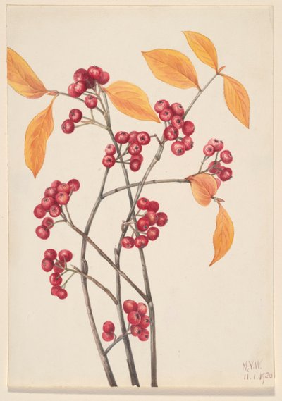 Aronia roja (Aronia arbutifolia) de Mary Vaux Walcott