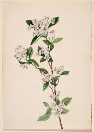 Aronia Roja, ca. 1920s de Mary Vaux Walcott