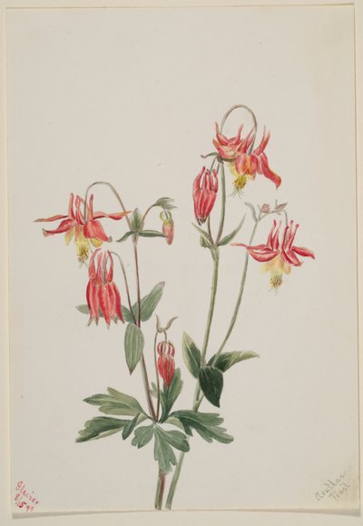 Columbina roja (Aquilegia formosa) de Mary Vaux Walcott
