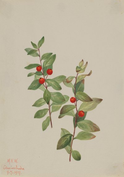 Comandra roja Comandra livida de Mary Vaux Walcott