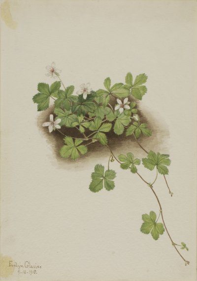 Arándano rojo (Rubus pedatus) de Mary Vaux Walcott