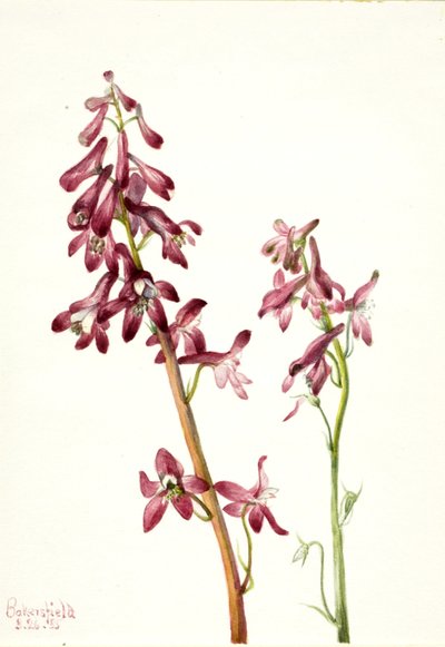 Espuela de caballero roja (Delphinium nudicale) de Mary Vaux Walcott