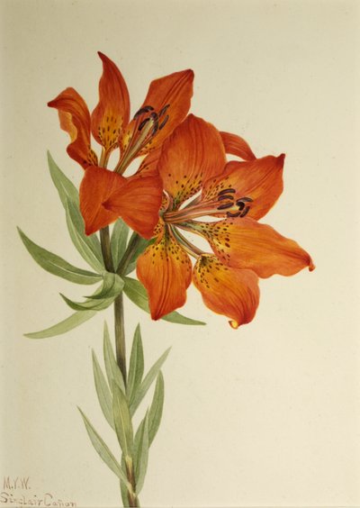 Lirio rojo Lilium montanum, 1923 de Mary Vaux Walcott