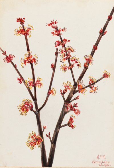 Arce rojo Acer rubrum de Mary Vaux Walcott