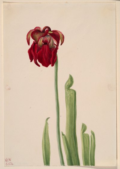 Planta de jarra roja (Sarracenia jonesii) de Mary Vaux Walcott