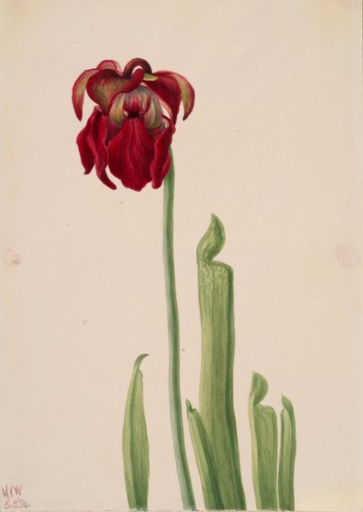 Planta jarra roja Sarracenia jonesii, 1930 de Mary Vaux Walcott