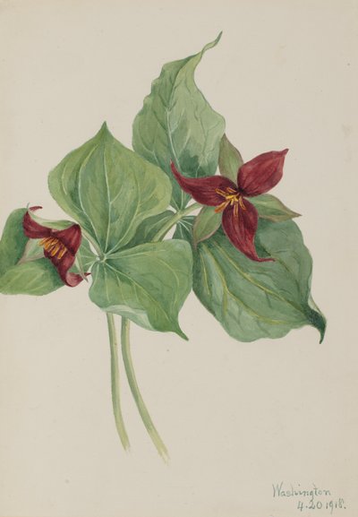 Trillium rojo Trillium erectum de Mary Vaux Walcott