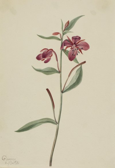 Sauce rojo (Epilobium latifolium) de Mary Vaux Walcott