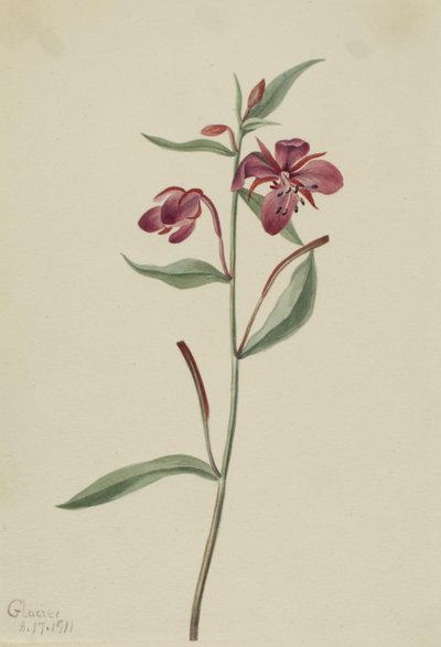 Epilobio de Hoja Ancha, 1911 de Mary Vaux Walcott