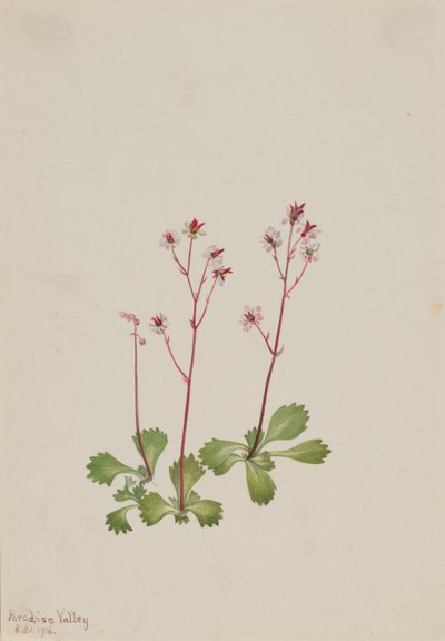 Saxifraga de tallo rojo (Saxifraga lyallii) de Mary Vaux Walcott