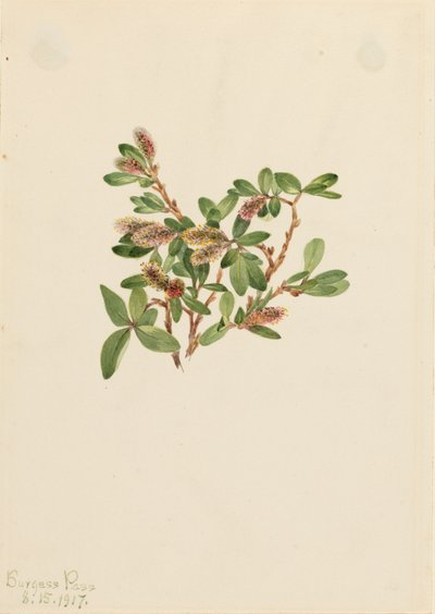 Sauce de Roca Salix petrophila, 1917 de Mary Vaux Walcott