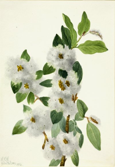 Sauce de roca Salix vestita de Mary Vaux Walcott