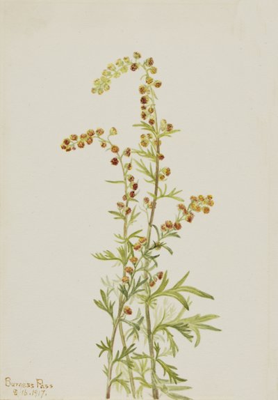 Ajenjo de Roca Artemisia discolor, 1917 de Mary Vaux Walcott
