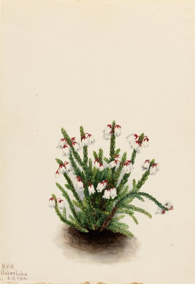 Casiope de las Montañas Rocosas (Cassiope mertensiana) de Mary Vaux Walcott