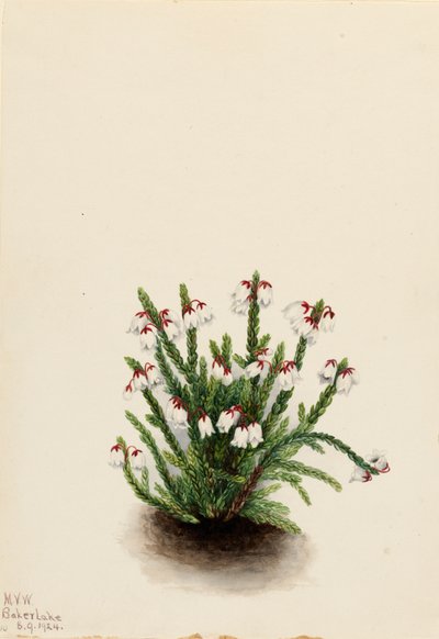 Cassiope de las Montañas Rocosas Cassiope mertensiana, 1924 de Mary Vaux Walcott