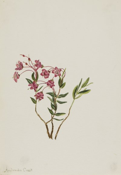 Kalmia de las Montañas Rocosas (Kalmia microphylla) de Mary Vaux Walcott