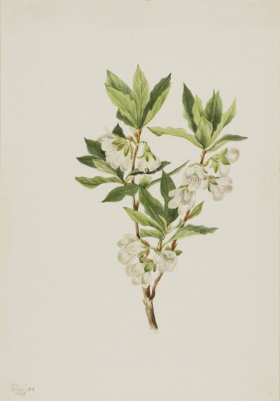 Rododendro de las Montañas Rocosas (Rhododendron albiflorum) de Mary Vaux Walcott