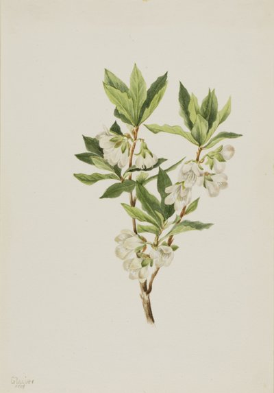 Rhododendron de las Montañas Rocosas Rhododendron albiflorum, 1901 de Mary Vaux Walcott