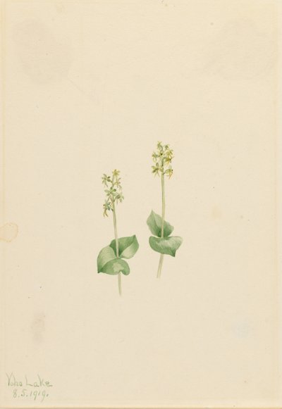 Ophrys necrophylla (Ophrys necrophylla) de Mary Vaux Walcott
