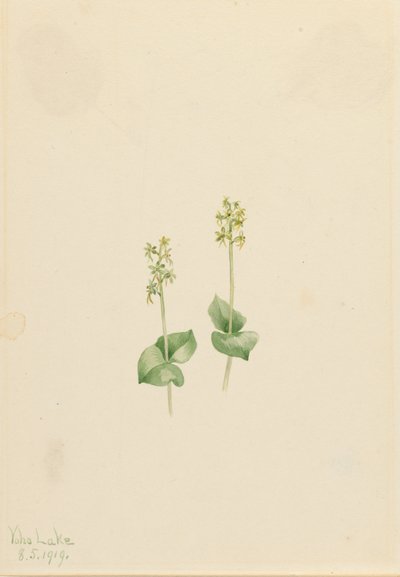 Orquídea de montaña rocosa Ophrys necrophylla, 1919 de Mary Vaux Walcott