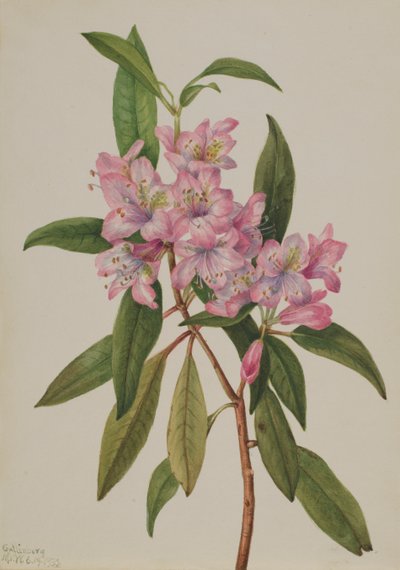 Rododendro Rhododendron carolinianum de Mary Vaux Walcott