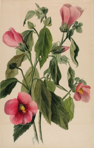 Genciana rosada (Sabbatia angularis) de Mary Vaux Walcott