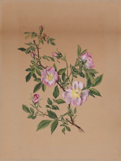 Malva rosada (Hibiscus moscheutos) de Mary Vaux Walcott