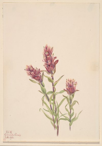 Pincel de rosa Castilleja pallida, 1920 de Mary Vaux Walcott