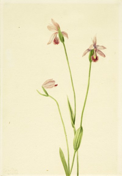 Pogonia rosas (Pogonia ophioglossoides) de Mary Vaux Walcott