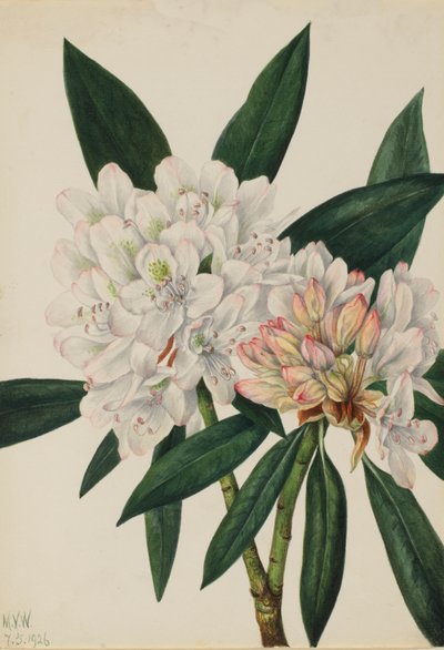 Rhododendron maximum, 1926 de Mary Vaux Walcott