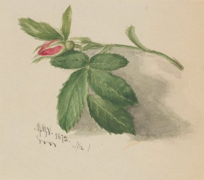 Rosebud de Mary Vaux Walcott