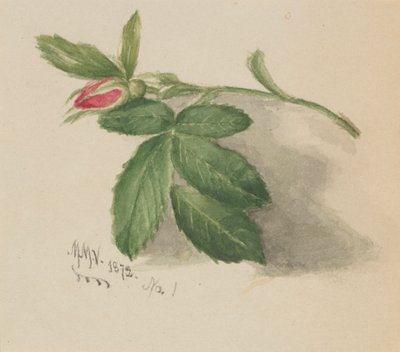 Capullo de rosa, 1872 de Mary Vaux Walcott