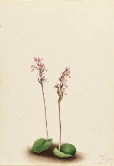 Orquídea de hoja redonda Orchis rotundifolia, 1924 de Mary Vaux Walcott