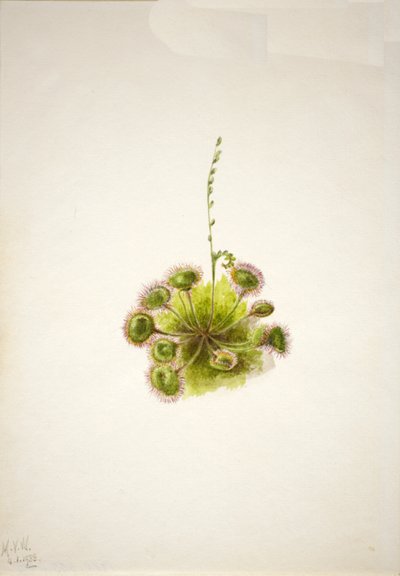 Drosera rotundifolia, 1933 de Mary Vaux Walcott