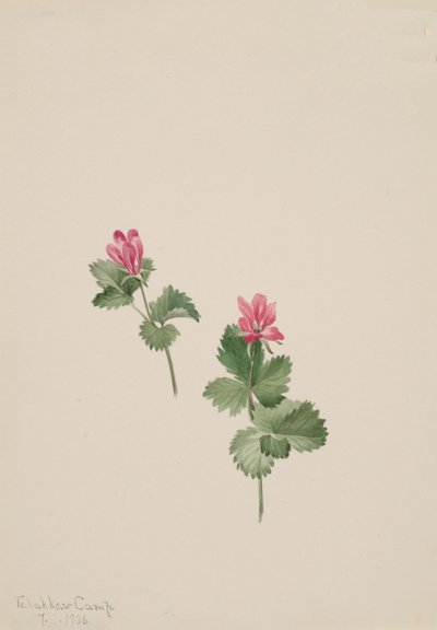 Rubus articus de Mary Vaux Walcott