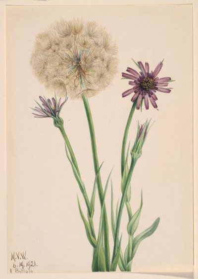 Salsifí (Tragopogon porrifolius) de Mary Vaux Walcott