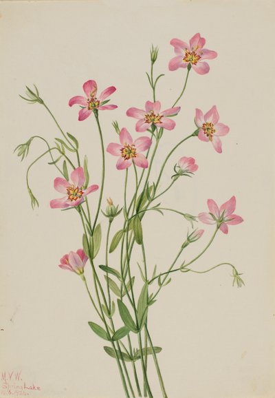 Rosa de marisma Sabbatia stellaris, 1926 de Mary Vaux Walcott