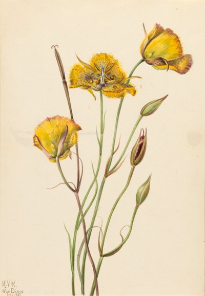 San Diego Mariposa Calochortus weedii, 1925 de Mary Vaux Walcott